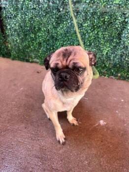 61355342 -  Pug and Mixed Breed Dog for Adoption in El Paso, Texas - 61355342 | PetCurious