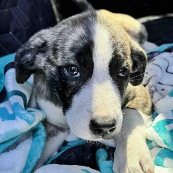 Anatolian Shepherd and American Staffordshire Terrier Dogs Available for Adoption in New Port Richey, Florida - Minnie  | PetCurious