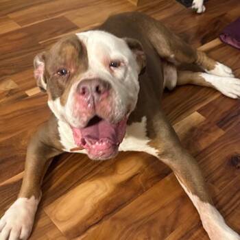 Rescue English Bulldog Dogs for Adoption in Rochester, Minnesota - Henry | PetCurious
