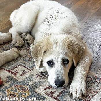 Bill in VA - Loves Playing In The Water -  Great Pyrenees Dog for Adoption in Beacon, New York - Bill In VA - Loves Playing In The Water | PetCurious
