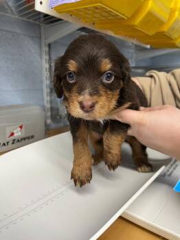 Cocker Spaniel Dogs Available for Adoption - Puppy - Chip | PetCurious