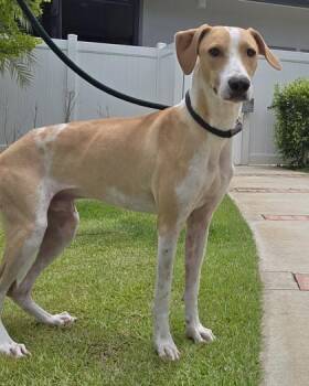 Waylon -  Hound and Mixed Breed Dog for Adoption in Honolulu, Hawaii - Waylon | PetCurious