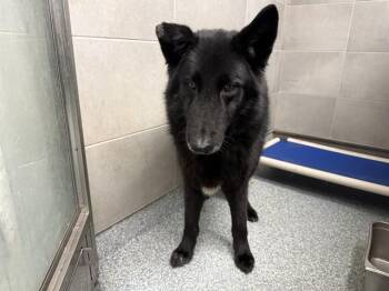 German Shepherd Dog Dogs Available for Adoption - ALDO | PetCurious