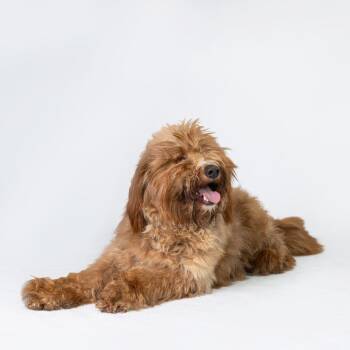 Ronin -  Mixed Breed Dog for Adoption in Dearborn, Michigan - Ronin | PetCurious