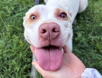 Casper -  Pit Bull Terrier Dog for Adoption in Columbus, Indiana - Casper | PetCurious