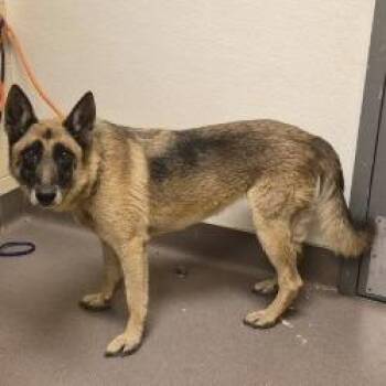 Judge Judy -  Shepherd Dog for Adoption in Norman, Oklahoma - Judge Judy | PetCurious