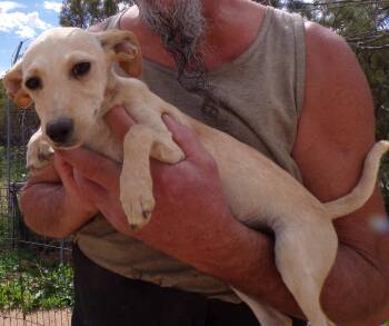 Rescue Chiweenie and Italian Greyhound Dogs for Adoption in Corona, California - CASSIDY | PetCurious