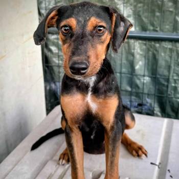Rescue Miniature Pinscher and Mixed Breed Dogs for Adoption in Tomball, Texas - Chloe | PetCurious
