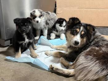 Australian Shepherd and Retriever Dogs Available for Adoption - Ara | PetCurious