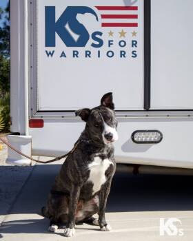 Australian Cattle Dog Blue Heeler and Husky Dogs Available for Adoption - Denali  | PetCurious