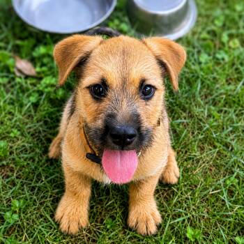 Stone -  Terrier Dog for Adoption in Columbia, Maryland - Stone | PetCurious