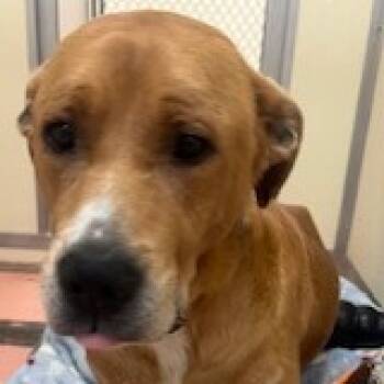 Rescue Mixed Breed Dogs for Adoption in Warren, Pennsylvania - Happy | PetCurious