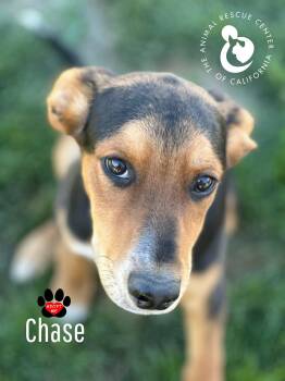 Rescue German Shepherd Dog and Doberman Pinscher Dogs for Adoption in Coachella, California - Chase | PetCurious