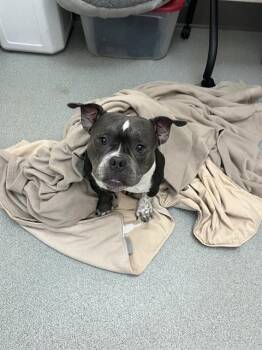 LILY -  Pit Bull Terrier Dog for Adoption in Methuen, Massachusetts - LILY | PetCurious