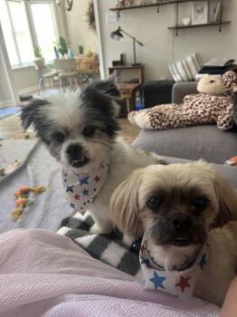 Parker -  Pomeranian and Shih Tzu Dog for Adoption in Wake Forest, North Carolina - Parker | PetCurious