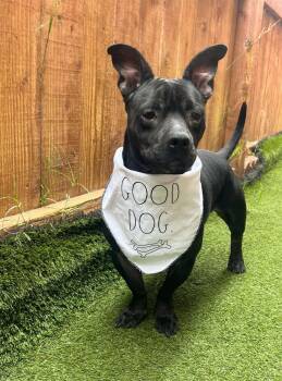 Rescue Terrier Dogs for Adoption in West Hollywood, California - Antoine | PetCurious