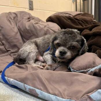 GAZPACHO -  Shih Tzu and Mixed Breed Dog for Adoption in Boston, Massachusetts - GAZPACHO | PetCurious