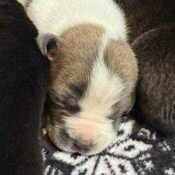 American Staffordshire Terrier and Mixed Breed Dogs Available for Adoption - ALFRED BRIDGERTON | PetCurious