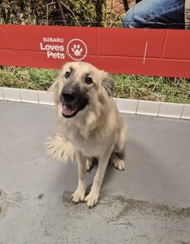 Rescue Mixed Breed Dogs for Adoption in Lafayette, Indiana - Autumn | PetCurious