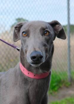 Morgan -  Greyhound Dog for Adoption in Livonia, Michigan - Morgan | PetCurious