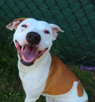 Terrier Dogs Available for Adoption in Lancaster, South Carolina - Kori | PetCurious