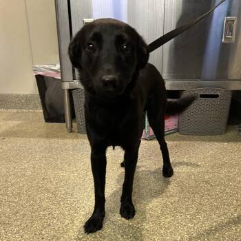 IVHS-Stray-143450 -  Terrier Dog for Adoption in San Gabriel, California - IVHS-Stray-143450 | PetCurious