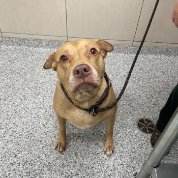 Diamond -  Pit Bull Terrier and Mixed Breed Dog for Adoption in Chicago, Illinois - Diamond | PetCurious