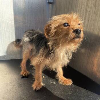CHEWBARKA -  Yorkshire Terrier Dog for Adoption in San Antonio, Texas - CHEWBARKA | PetCurious