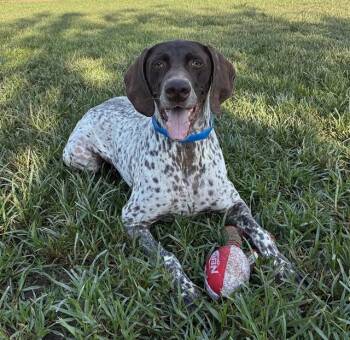RALPHIE -  German Shorthaired Pointer and Mixed Breed Dog for Adoption in Riverside, California - RALPHIE | PetCurious