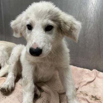 DANUBE -  Great Pyrenees and Mixed Breed Dog for Adoption in Richmond, California - DANUBE | PetCurious
