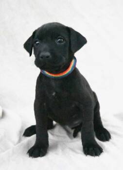 Rescue Labrador Retriever and Mixed Breed Dogs for Adoption in Morton Grove, Illinois - Linda | PetCurious