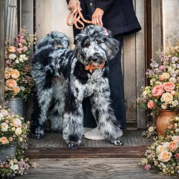 Mercedes -  Aussiedoodle Dog for Adoption in Dalton, Georgia - Mercedes | PetCurious