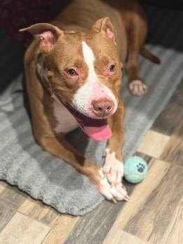 Ruby -  Mixed Breed Dog for Adoption in Osseo, Michigan - Ruby | PetCurious