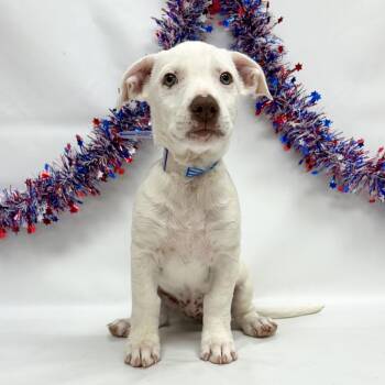 756 (2026) -  Boxer and Pit Bull Terrier Dog for Adoption in Parker, Colorado - 756 (2026) | PetCurious