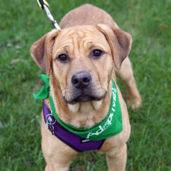 Rescue Rottweiler and American Staffordshire Terrier Dogs for Adoption in Minneapolis, Minnesota - Pumpkin | PetCurious