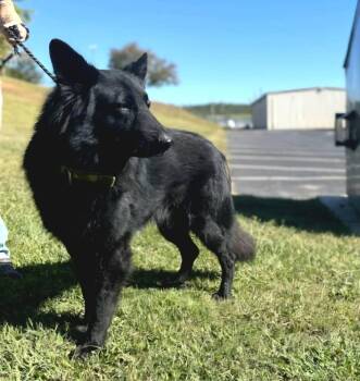 German Shepherd Dog Dogs Available for Adoption - Kenai 7263 | PetCurious