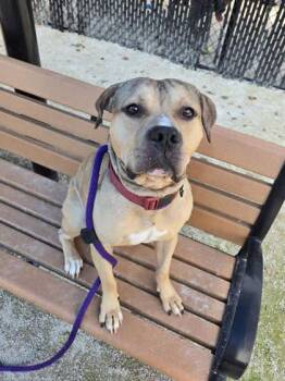 Rescue Pit Bull Terrier Dogs for Adoption in Philadelphia, Pennsylvania - Kenny | PetCurious