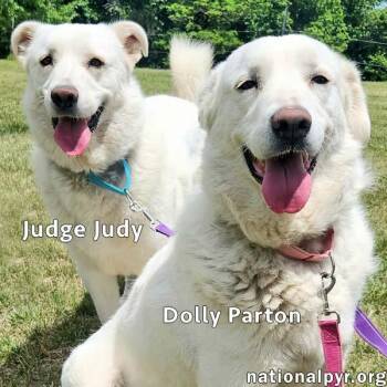 Great Pyrenees Dogs Available for Adoption in Beacon, New York - Judge Judy & Dolly Parton In KY - A Fun Duo | PetCurious