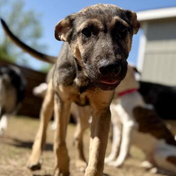 Mixed Breed Dogs Available for Adoption - Flynn Ryder | PetCurious