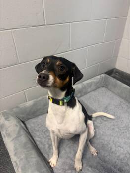 Gravedigger -  Rat Terrier Dog for Adoption in Yorkville, Illinois - Gravedigger | PetCurious
