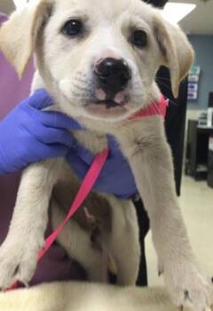 Pit Bull Terrier and German Shepherd Dog Dogs Available for Adoption in Riverside, California - MONICA | PetCurious