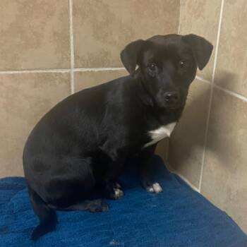 Dachshund and Mixed Breed Dogs Available for Adoption in Myrtle Beach, South Carolina - Cory | PetCurious