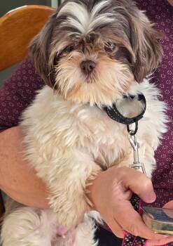 Shih Tzu Dogs Available for Adoption - Virginia | PetCurious