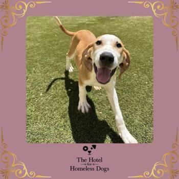 Maverly -  Hound and Labrador Retriever Dog for Adoption in Cumberland, Rhode Island - Maverly | PetCurious
