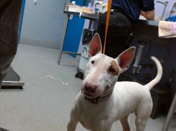 DAISY -  Bull Terrier and Mixed Breed Dog for Adoption in Albuquerque, New Mexico - DAISY | PetCurious