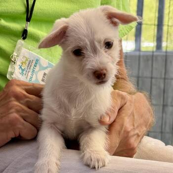 Bobby -  Chihuahua and Terrier Dog for Adoption in Palm Springs, California - Bobby | PetCurious