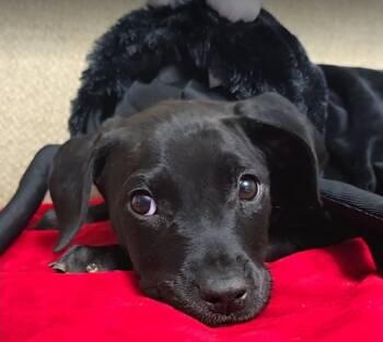 Rescue Pit Bull Terrier Dogs for Adoption in Sedalia, Colorado - Granny Apple | PetCurious