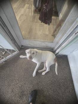 Rescue American Staffordshire Terrier Dogs for Adoption in San Antonio, Texas - LOLA | PetCurious