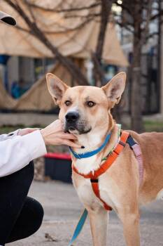 Mixed Breed Dogs Available for Adoption - MARSHALL | PetCurious