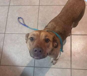 Foster Gracie -  Pit Bull Terrier Dog for Adoption in Oswego, Illinois - Foster Gracie | PetCurious